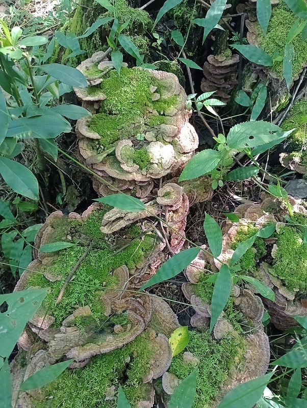 The valuable natural treasure protected by El Morado.